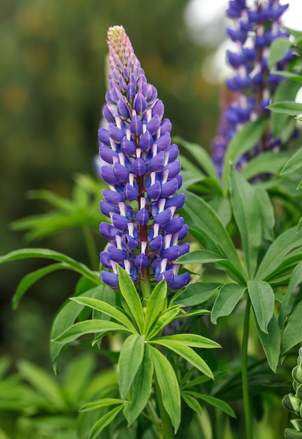 Lupins violets sur fond vert dans le jardin aux beaux jours