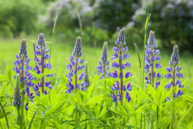 Lupinus polyphyllus Fleurs de lupin bleuxA