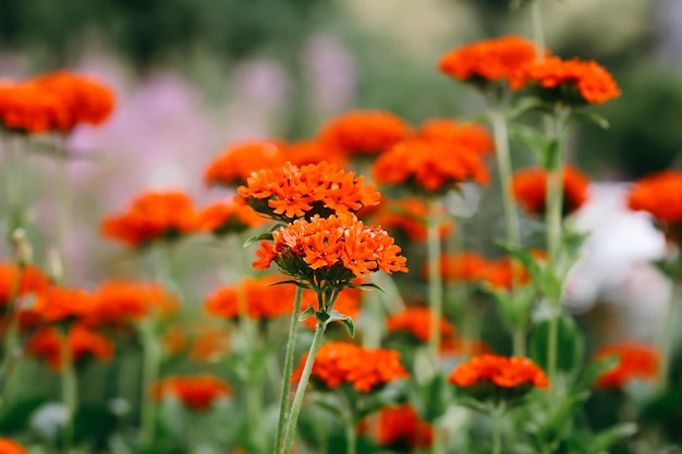 Photo lychnis fleurit en saison de floraison