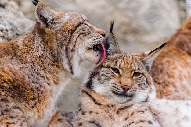 Lynx boréal (Lynx lynx) nettoyant un autre lynx avec la langue