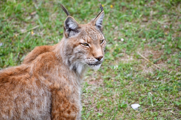 Photo lynx boréal en milieu naturel