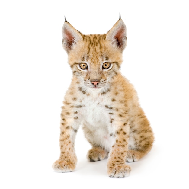 Lynx cub sur blanc