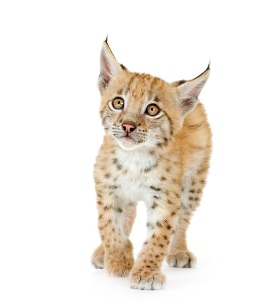 Lynx cub sur blanc