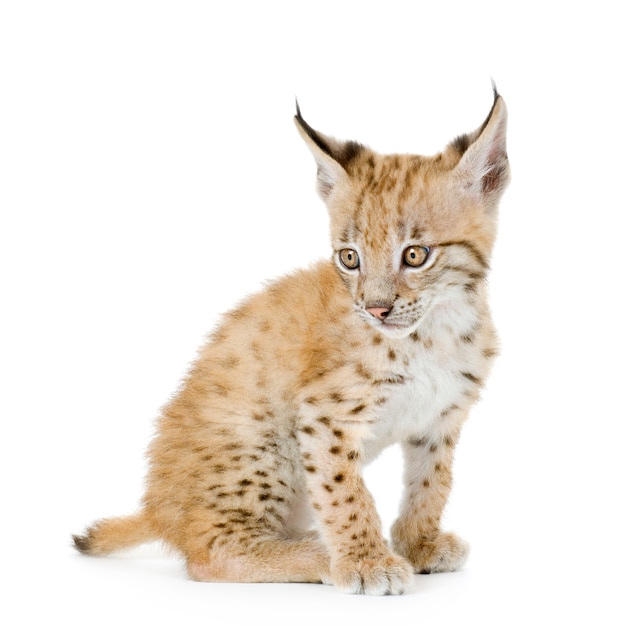 Lynx cub sur blanc