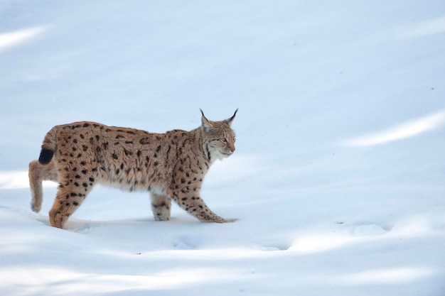 lynx dans le fond de la neige tout en vous regardant