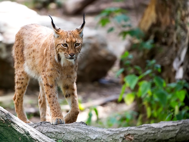 Lynx dans la forêt