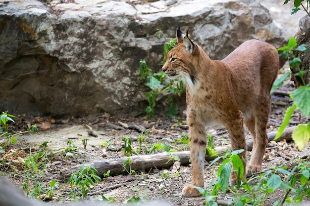 Lynx dans la forêt