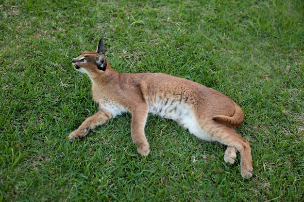 Lynx dans l'herbe à l'état sauvage