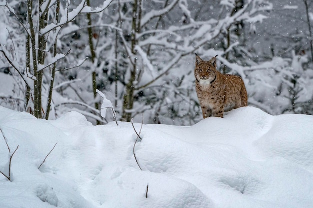 Lynx dans le portrait de la forêt de neige