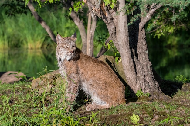 Lynx du Canada assis sur le sol