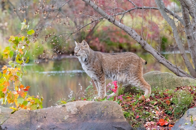 Lynx du Canada en automne avec de l'eau en arrière-plan