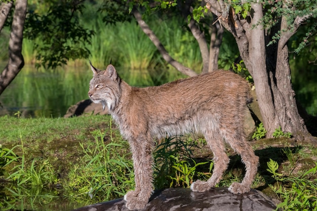 Lynx du Canada debout sur un rocher