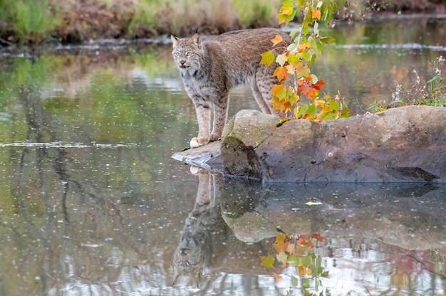 Lynx du Canada avec reflet dans l'eau en automne