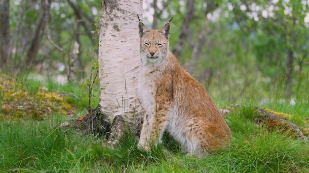 Un lynx est assis à côté d'un arbre dans la forêt