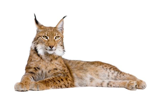 Lynx eurasien - Lynx lynx sur un blanc isolé