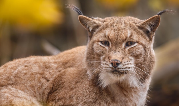 Le lynx eurasien