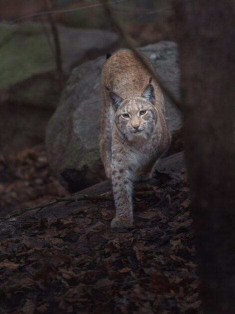 Le lynx eurasien