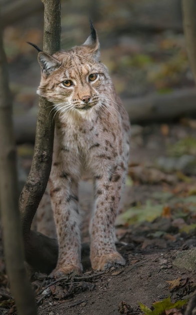 Lynx eurasien