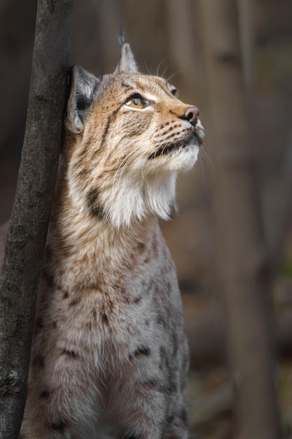 Lynx eurasien