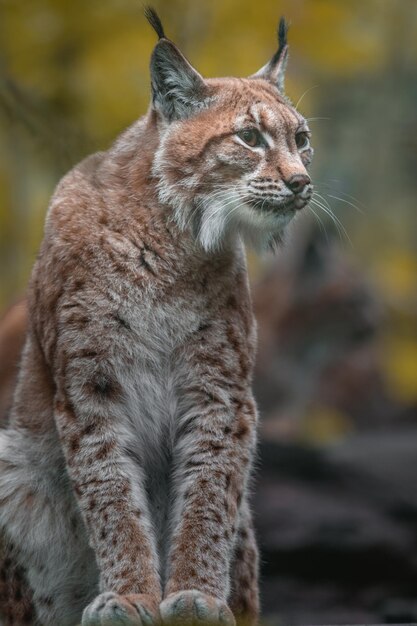 Lynx eurasien