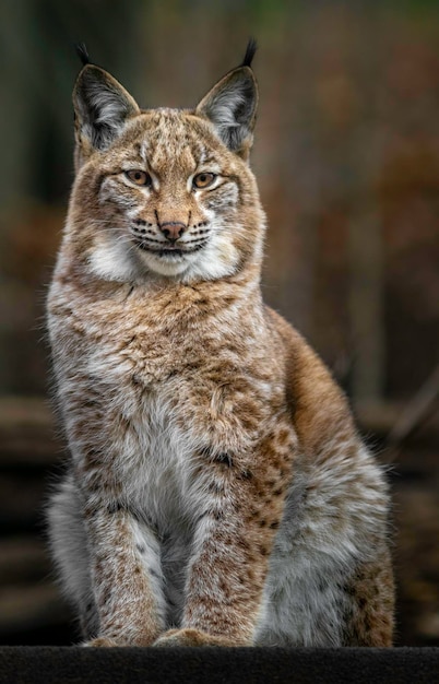 Lynx eurasien