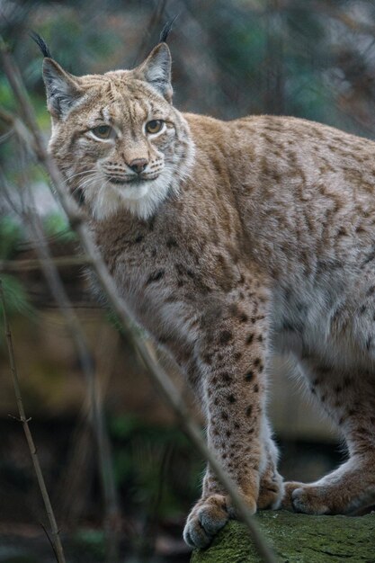 Lynx eurasien