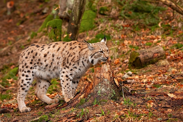 Lynx d'Eursian en forêt d'automne avec arrière-plan flou