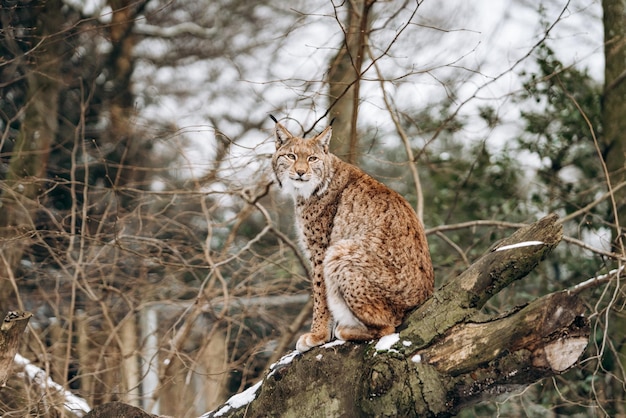 Lynx grimpe aux arbres par une journée d'hiver ensoleillée