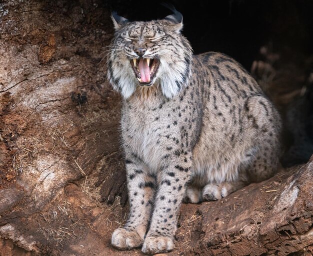 Le lynx ibérique bâille dans son habitat naturel