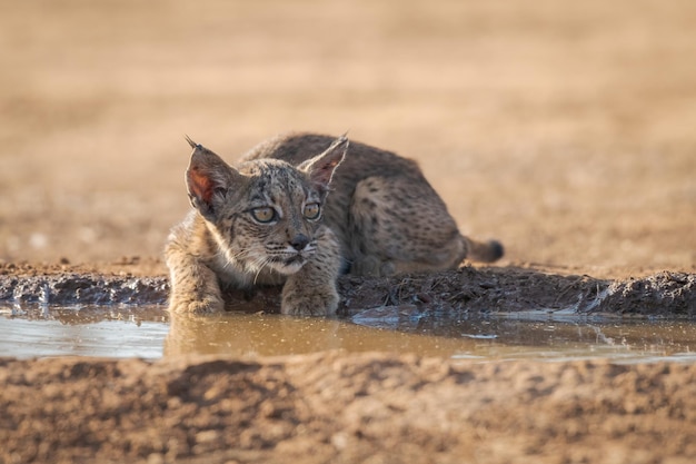 Lynx ibérique cub Lynx pardinus Espagne