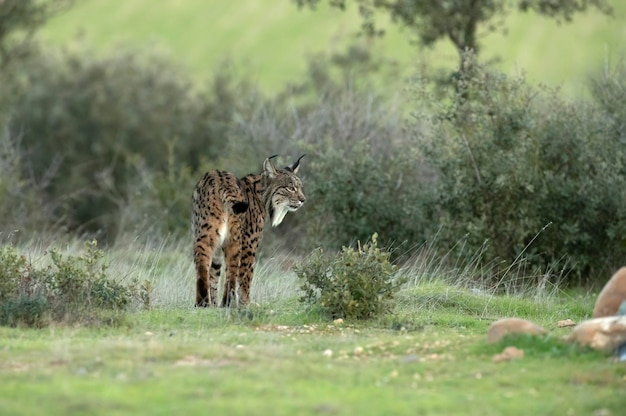 Lynx ibérique femelle adulte dans une forêt de chênes méditerranéens aux premières lueurs de l'aube