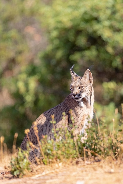 Lynx ibérique (Lynx pardinus) Ciudad Real, Espagne