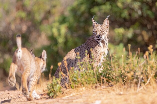 Lynx ibérique (Lynx pardinus) Ciudad Real, Espagne