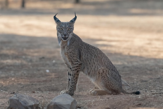 Lynx ibérique Lynx pardinus dans le pâturage espagnol