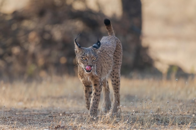 Lynx ibérique Lynx pardinus dans le pâturage espagnol