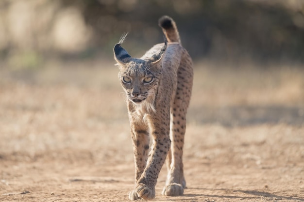 Lynx ibérique Lynx pardinus dans le pâturage espagnol