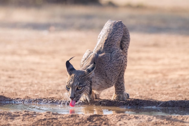 Lynx ibérique Lynx pardinus eau potable par une chaude après-midi d'été