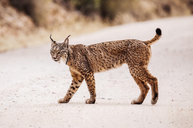 Lynx ibérique traversant la route