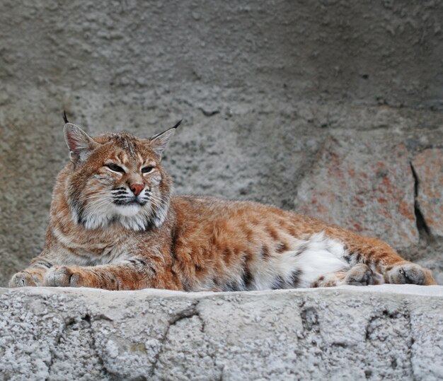 Lynx, journée d'été au zoo