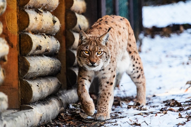 Lynx sur la neige