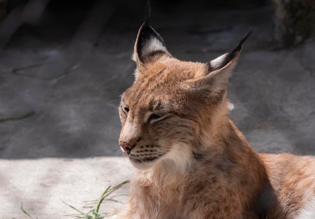 Lynx regarde avec des yeux prédateurs depuis l'abri