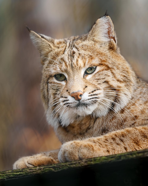 lynx