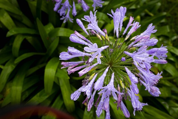 Lys africain dans la plante de jardin avec de belles fleurs bleu violacé