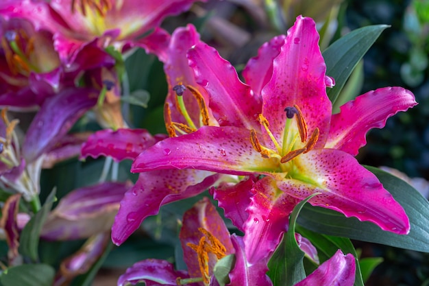 Lys asiatiques roses dans un jardin