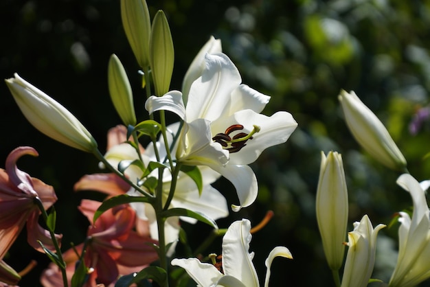 Lys blanc dans le jardin agrandi