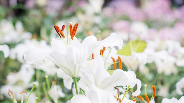 Lys blanc dans le jardin.