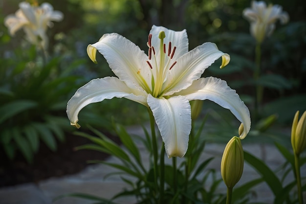 Le lys blanc rayonnant à la lumière du soleil