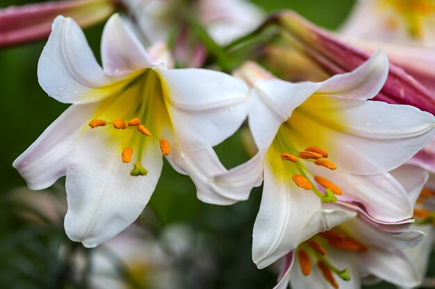 Lys blancs dans le jardin en été