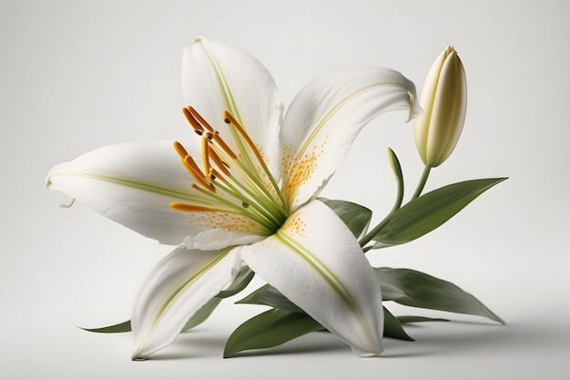 Lys blancs avec des feuilles vertes sur fond blanc