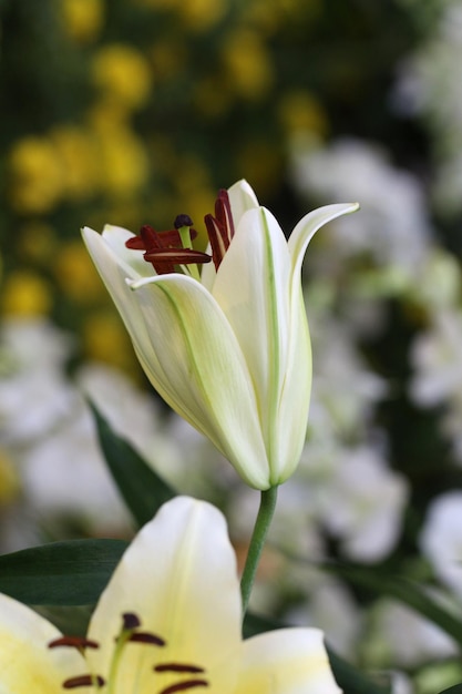 Photo des lys blancs mélangés à du jaune fleurissent dans le jardin.